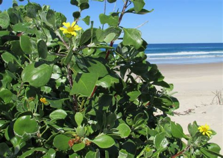 Why is bitou bush bad?