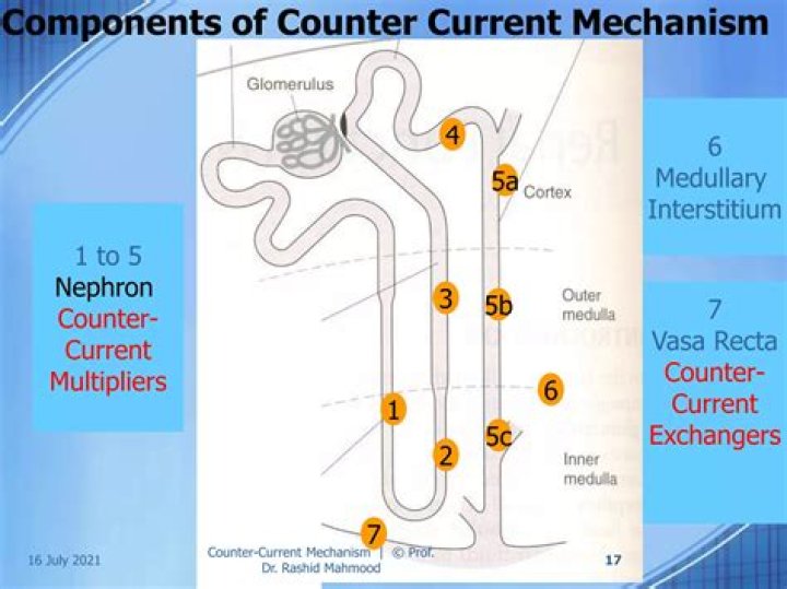 Why is counter current mechanism important?