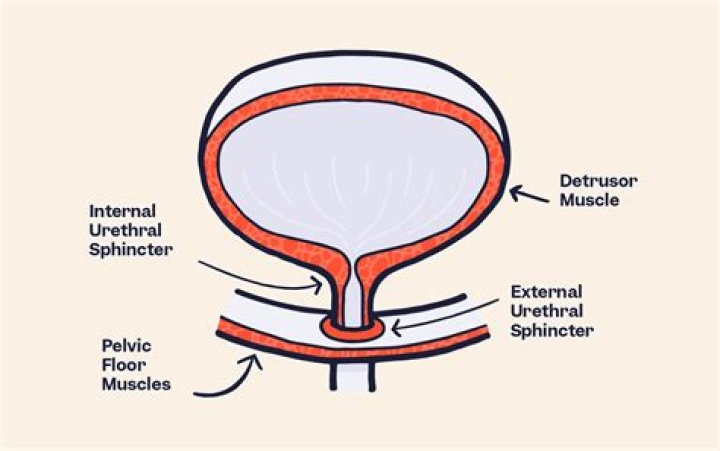 Why is detrusor muscle important?