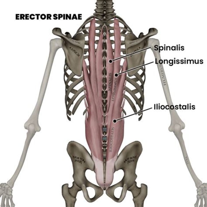 Why is erector spinae important?
