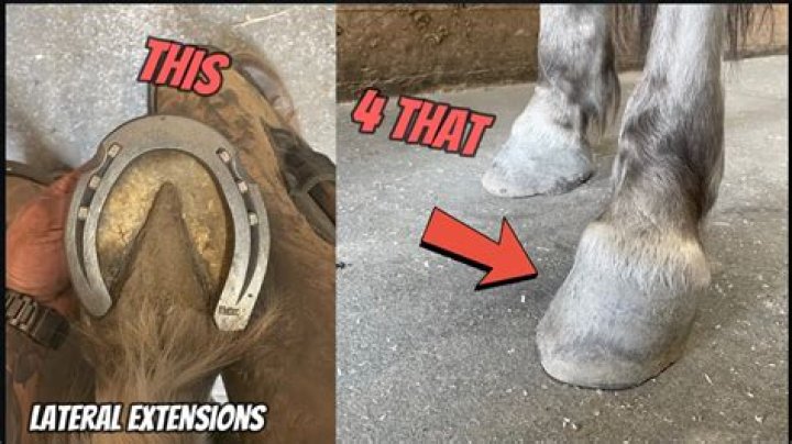 Why is horseshoeing important?