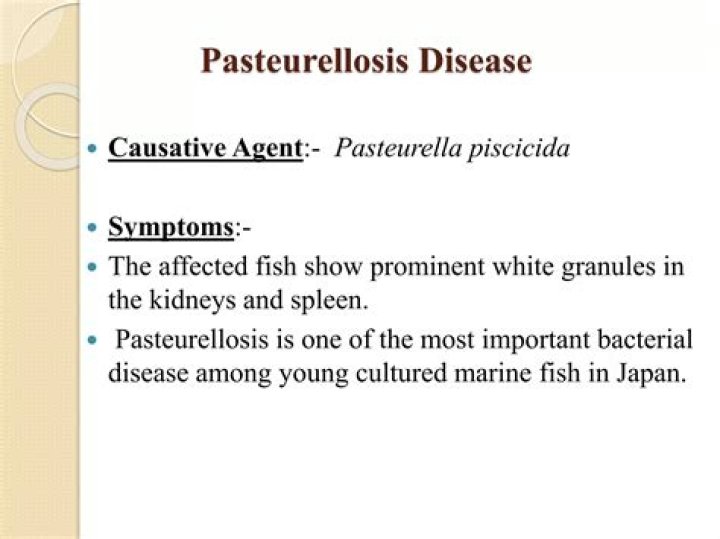 Why is it called pasteurellosis?