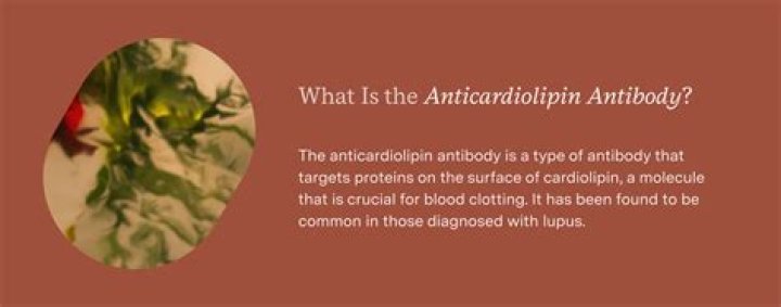 Why is my anticardiolipin high?