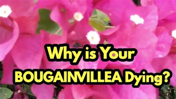 Why is my bougainvillea dying?