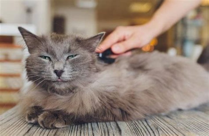 Why is my cat moulting in winter?