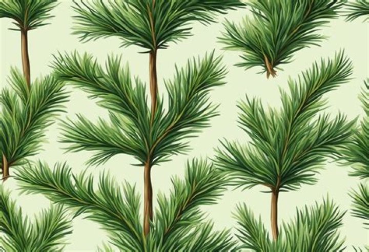 Why is my conifer going brown?