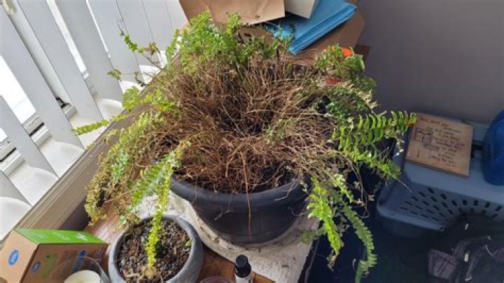 Why is my house fern dying?