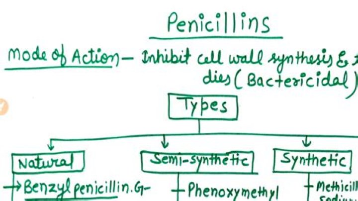 Why is penicillin not affected by penicillin?