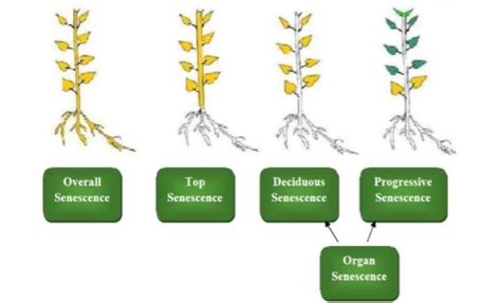 Why is senescence important for the survival of plants?