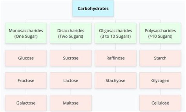 Why is sugar listed separately under carbohydrates?