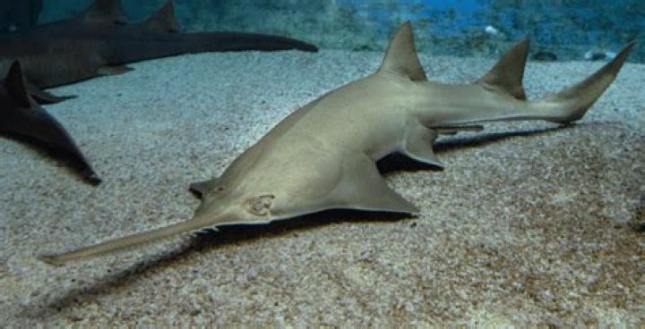 Why is the largetooth sawfish endangered?