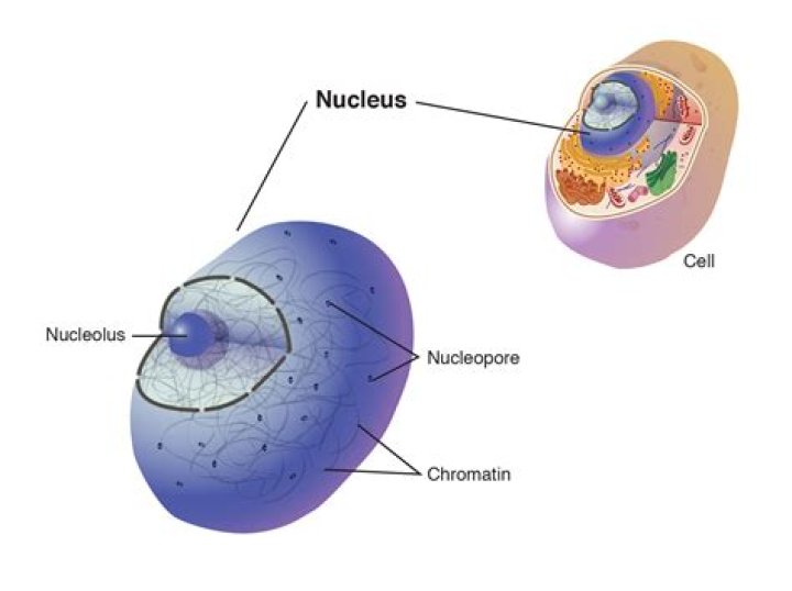 Why is the nucleus an organelle?