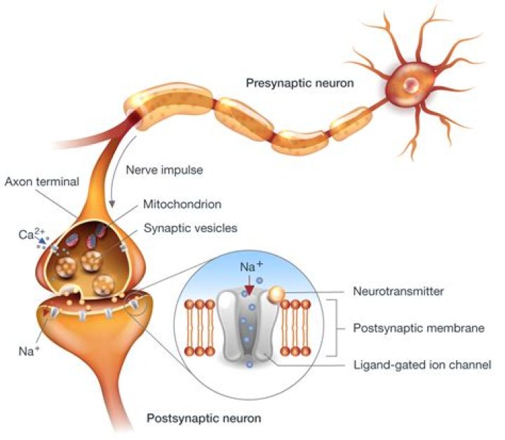 Why is the postsynaptic neuron?