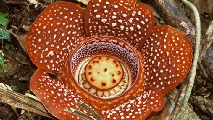 Why is the rafflesia flower endangered?