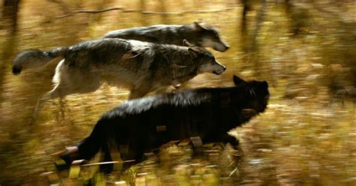 Why is there wolf hunting?