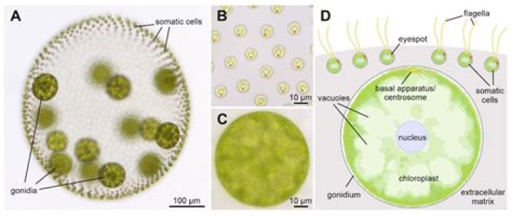 Why is volvox now considered multicellular?