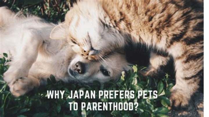 Why japan prefers pets to parenthood answers?