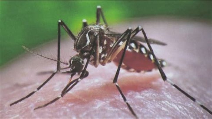 Why leishmaniasis is called black fever?