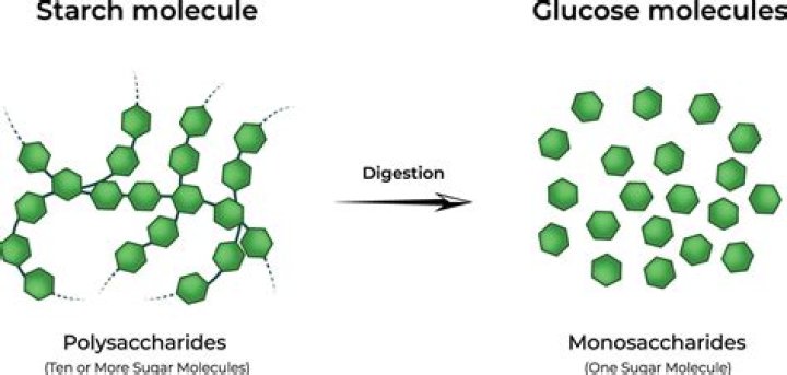 Why molecule is starch?