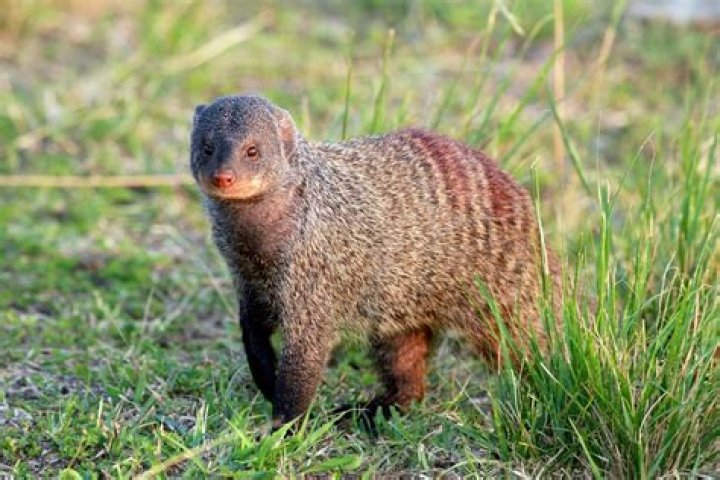 Why mongooses or mongeese?