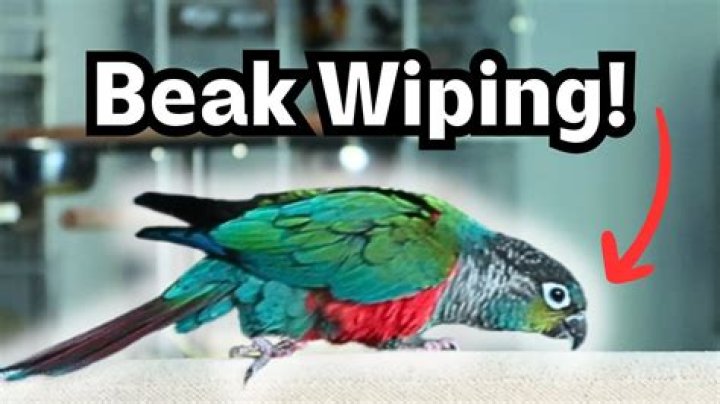 Why parrot beak bleeding?