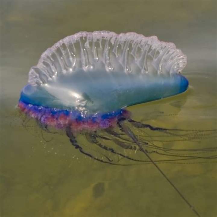 Why physalia is called portuguese man of war?
