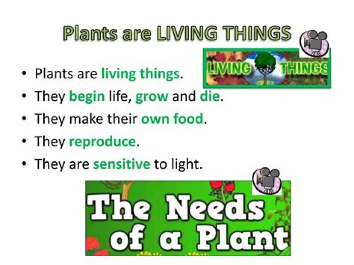Why plants are living things?