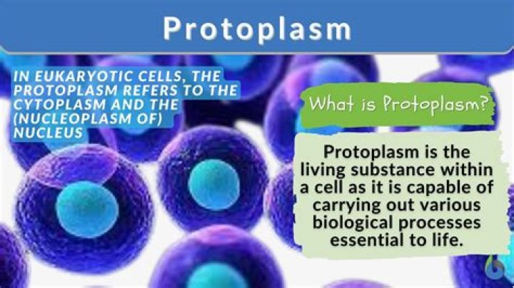 Why protoplasm is living?