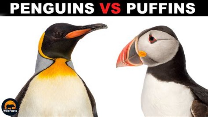 Why puffin is blocked in some countries?