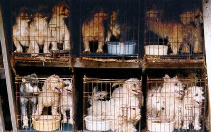 Why puppy mills are bad?