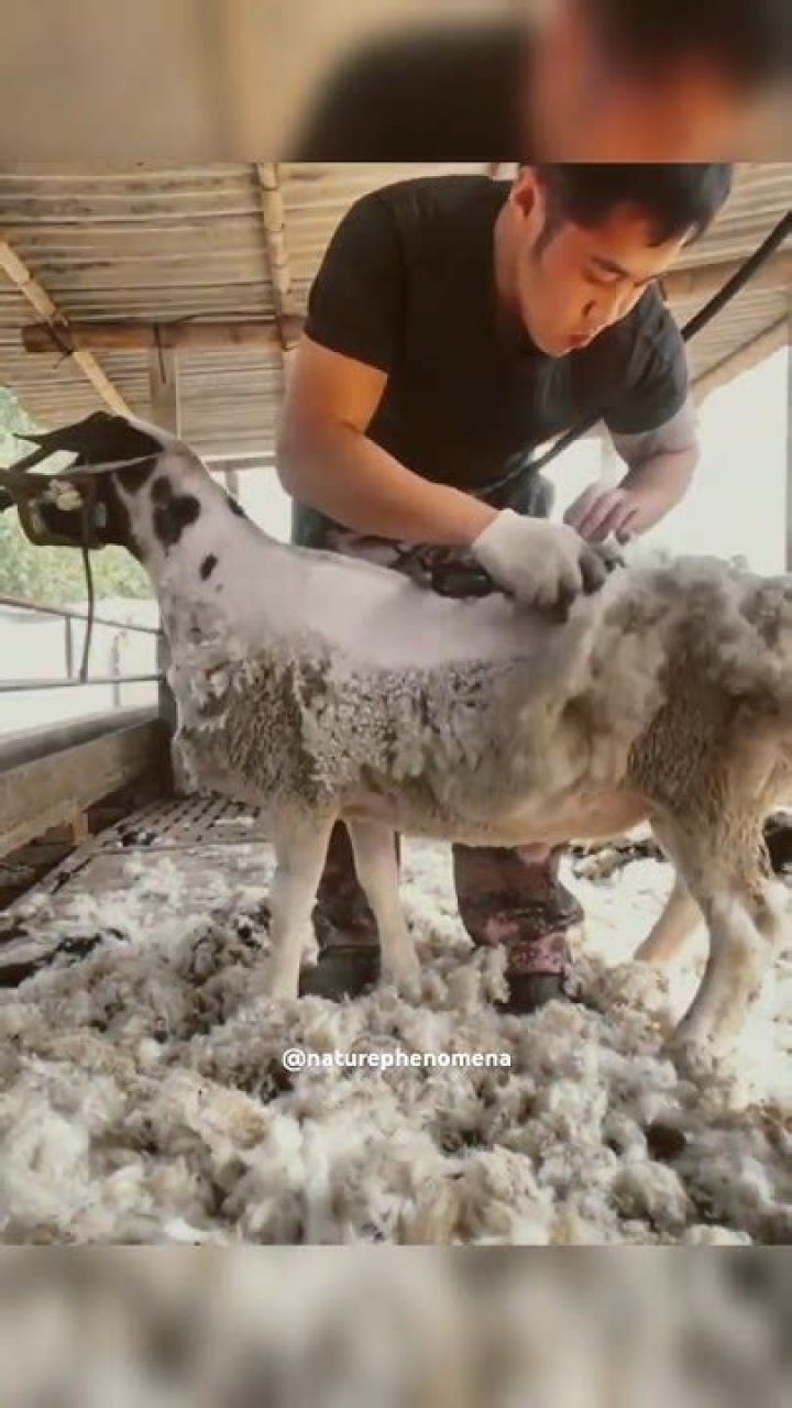 Why sheep need shearing?