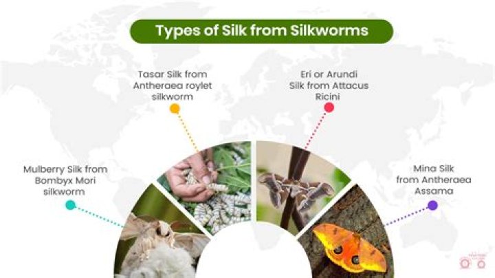 Why silkworm is called queen of fibre?