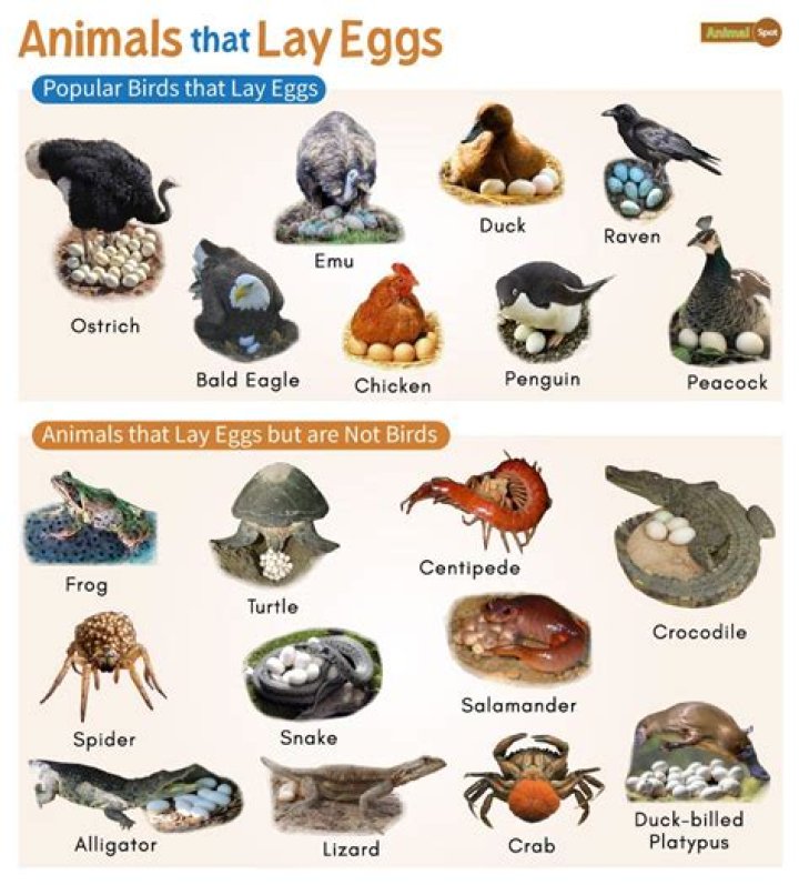 Why some animals lay many eggs?