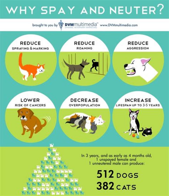 Why spay and neuter?