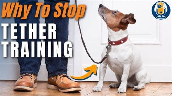 Why tether a dog?