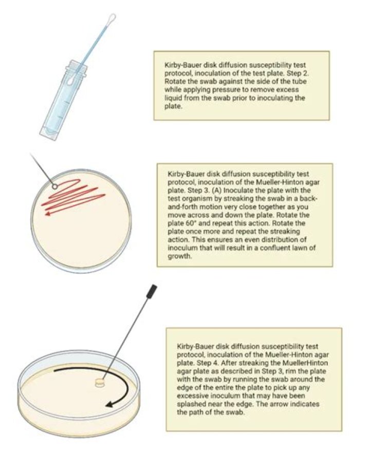 Why use mueller-hinton agar for kirby-bauer test?