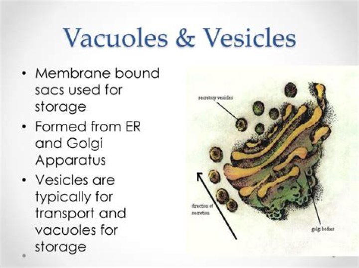 Why vacuoles are called as storage bin?
