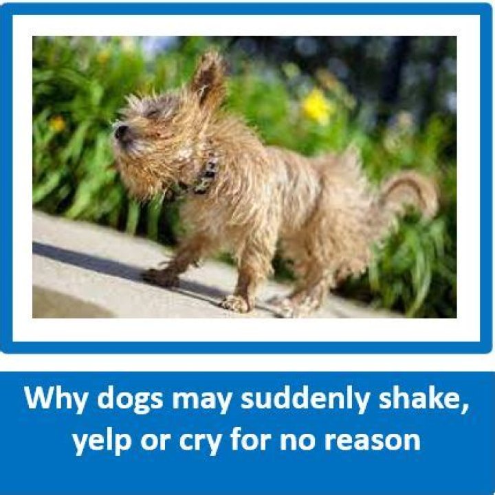 Why would a dog yelp for no reason?