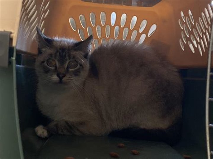 Will a bath traumatized my cat?