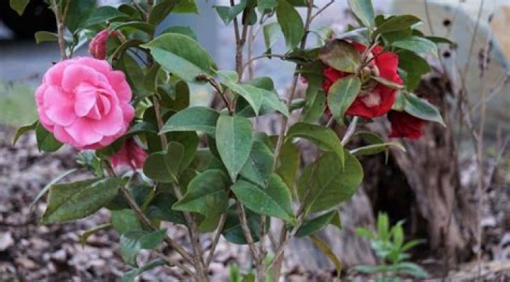 Will a camellia grow in a pot?