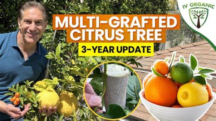 Will a grafted tree grow taller?