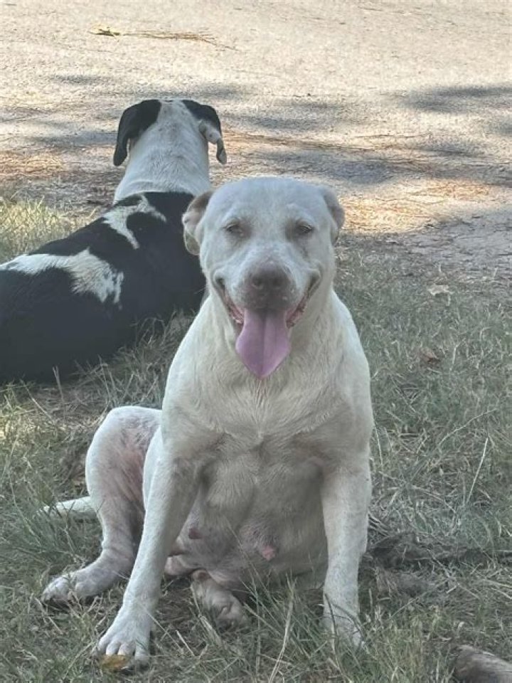 Will a vet abort puppies?