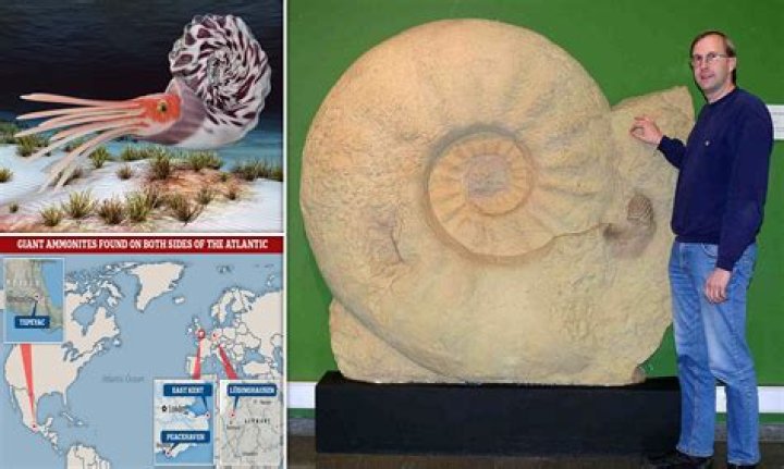 Will ammonite be on amazon prime?