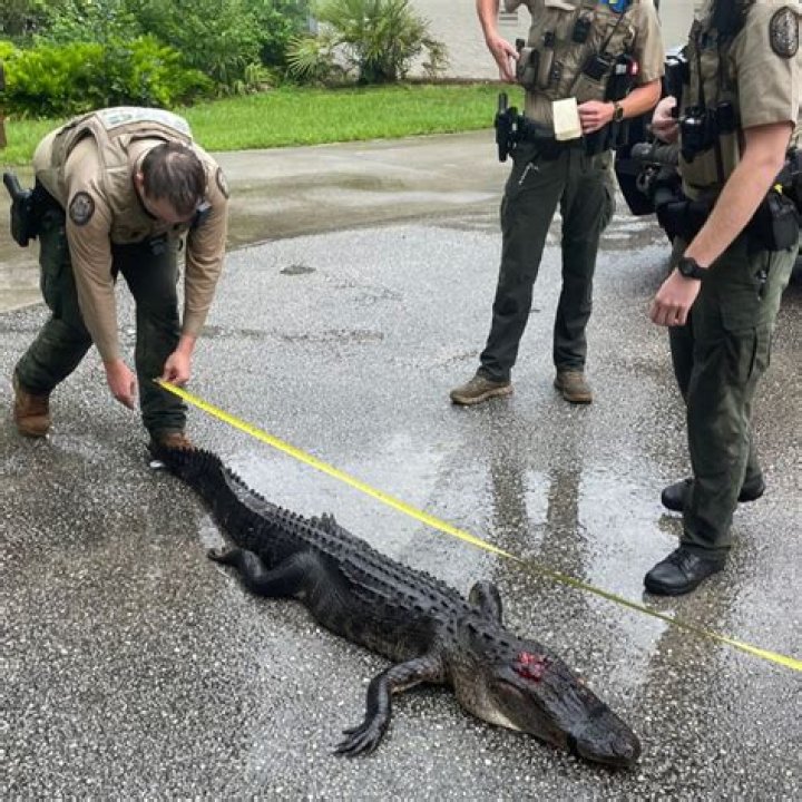 Will an alligator chase you?