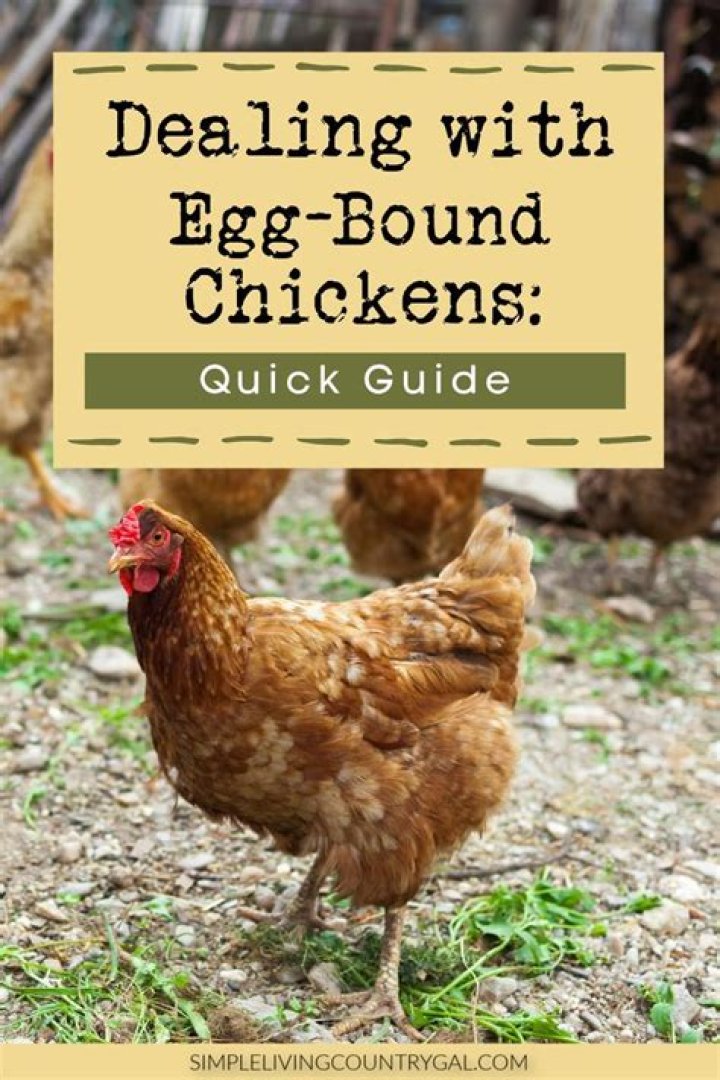 Will an egg bound chicken eat?