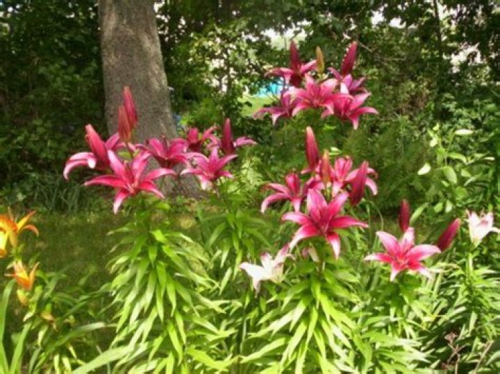 Will asiatic lilies rebloom?
