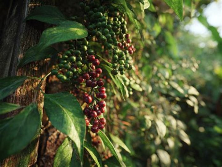 Will black pepper harm plants?