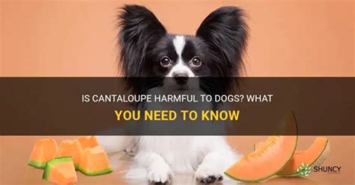 Will cantaloupe hurt dogs?