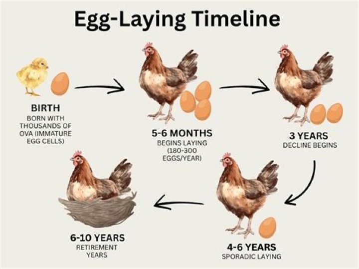 Will chickens lay eggs while molting?
