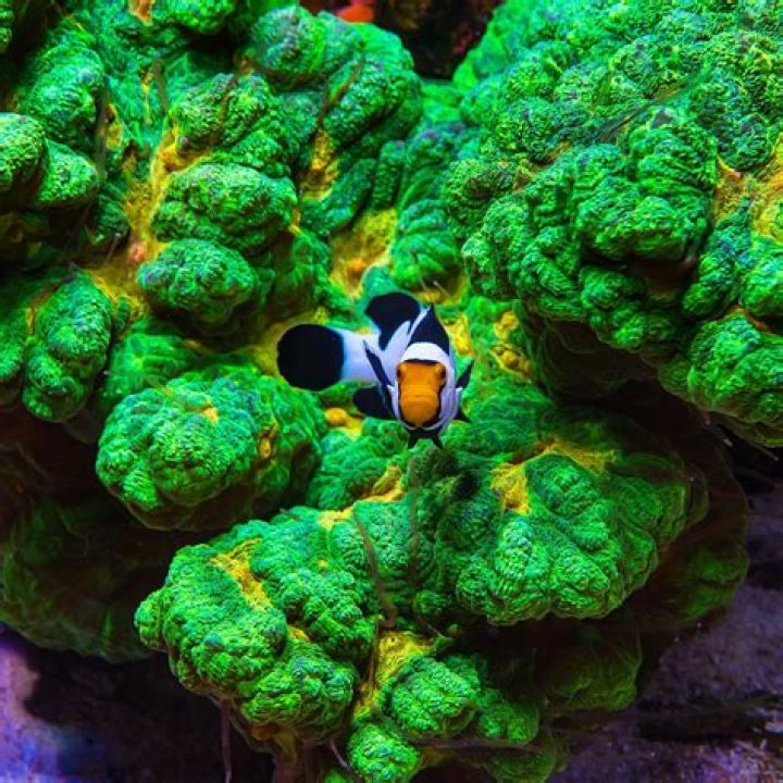 Will clownfish host xenia?